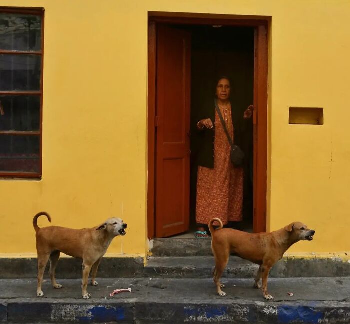 These 43 Photos By Pranay Pariyar Capture The Strange Reality Of Animals Living On The Streets These 43 Photos By Pranay Pariyar Capture The Strange Reality Of Animals Living On The Streets
