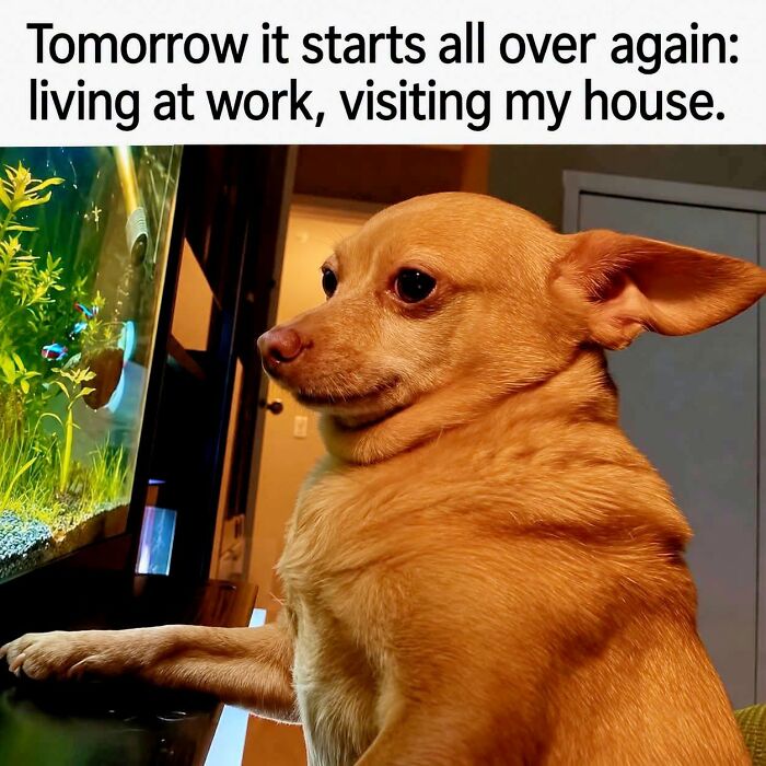 36 Funny Memes With A Side Of Sarcasm As It’s The Only Way To Cope With Having To Work 36 Funny Memes With A Side Of Sarcasm As It’s The Only Way To Cope With Having To Work