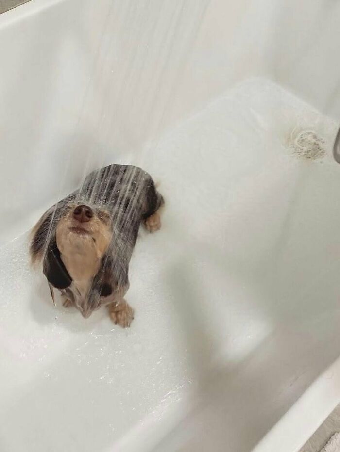 80 Dogs Who Looked At Their Owners Like Bath Time Was The Ultimate Betrayal 80 Dogs Who Looked At Their Owners Like Bath Time Was The Ultimate Betrayal
