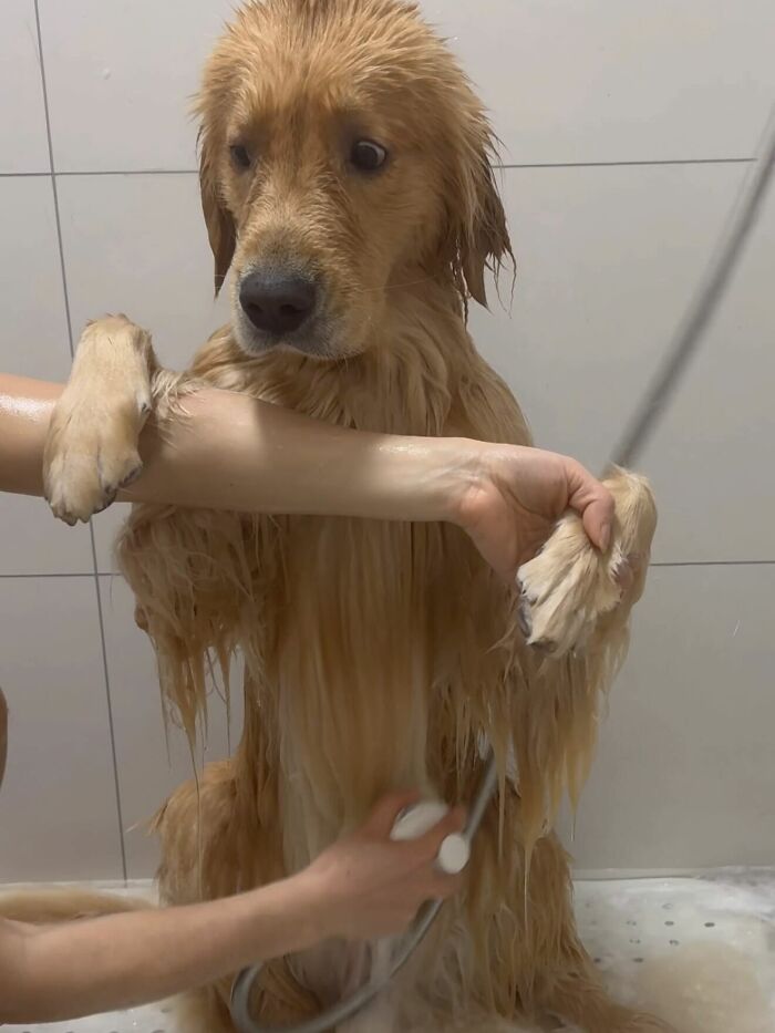 80 Dogs Who Looked At Their Owners Like Bath Time Was The Ultimate Betrayal 80 Dogs Who Looked At Their Owners Like Bath Time Was The Ultimate Betrayal