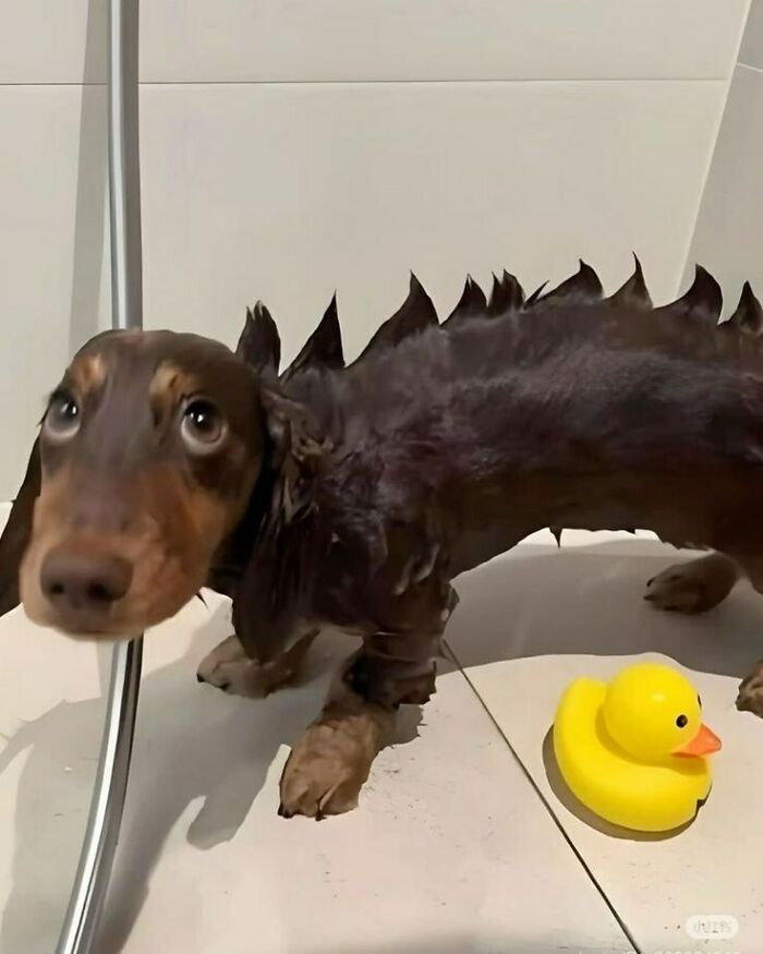 80 Dogs Who Looked At Their Owners Like Bath Time Was The Ultimate Betrayal 80 Dogs Who Looked At Their Owners Like Bath Time Was The Ultimate Betrayal