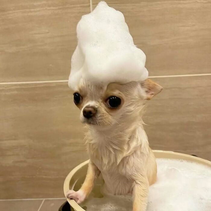 80 Dogs Who Looked At Their Owners Like Bath Time Was The Ultimate Betrayal 80 Dogs Who Looked At Their Owners Like Bath Time Was The Ultimate Betrayal