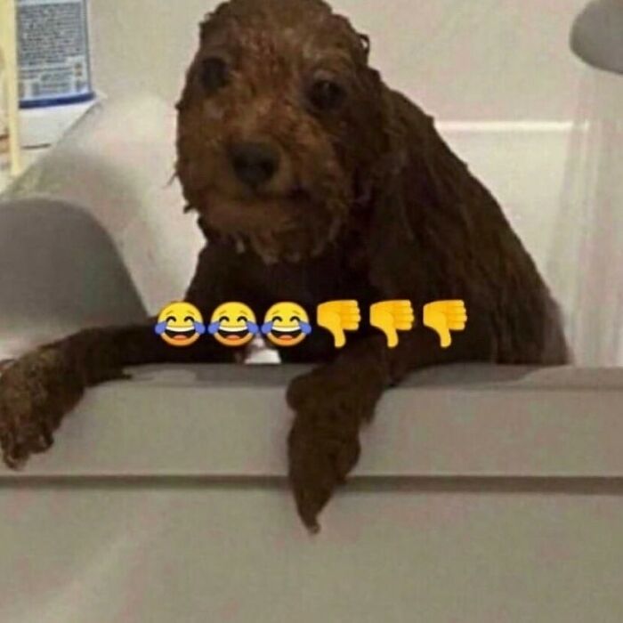 80 Dogs Who Looked At Their Owners Like Bath Time Was The Ultimate Betrayal 80 Dogs Who Looked At Their Owners Like Bath Time Was The Ultimate Betrayal
