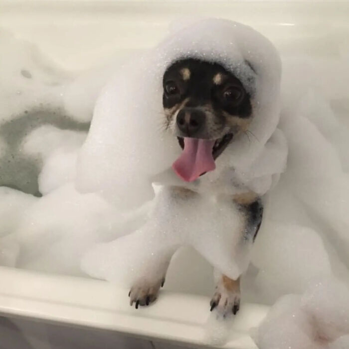 80 Dogs Who Looked At Their Owners Like Bath Time Was The Ultimate Betrayal 80 Dogs Who Looked At Their Owners Like Bath Time Was The Ultimate Betrayal