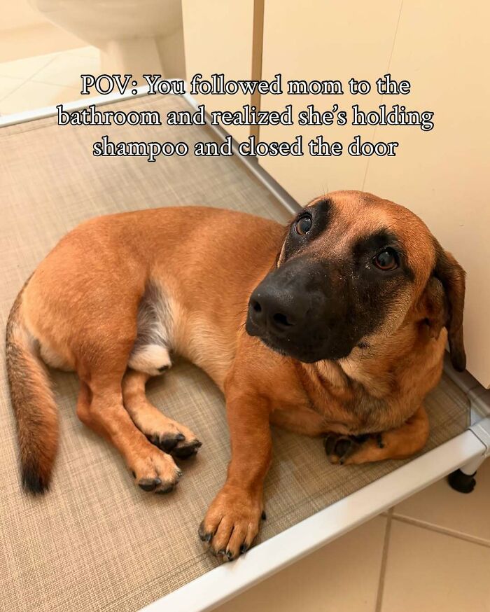 80 Dogs Who Looked At Their Owners Like Bath Time Was The Ultimate Betrayal 80 Dogs Who Looked At Their Owners Like Bath Time Was The Ultimate Betrayal