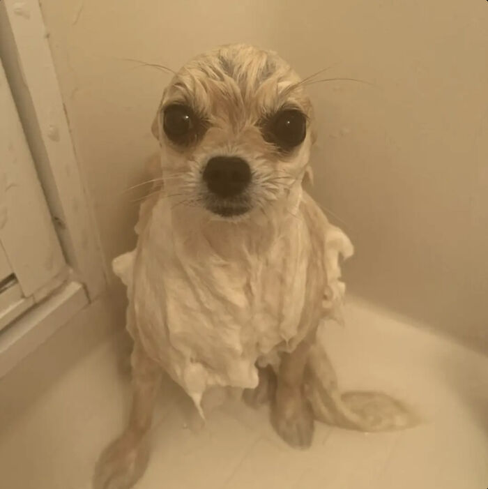 80 Dogs Who Looked At Their Owners Like Bath Time Was The Ultimate Betrayal 80 Dogs Who Looked At Their Owners Like Bath Time Was The Ultimate Betrayal