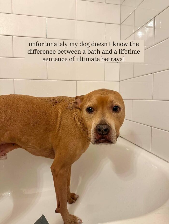 80 Dogs Who Looked At Their Owners Like Bath Time Was The Ultimate Betrayal 80 Dogs Who Looked At Their Owners Like Bath Time Was The Ultimate Betrayal