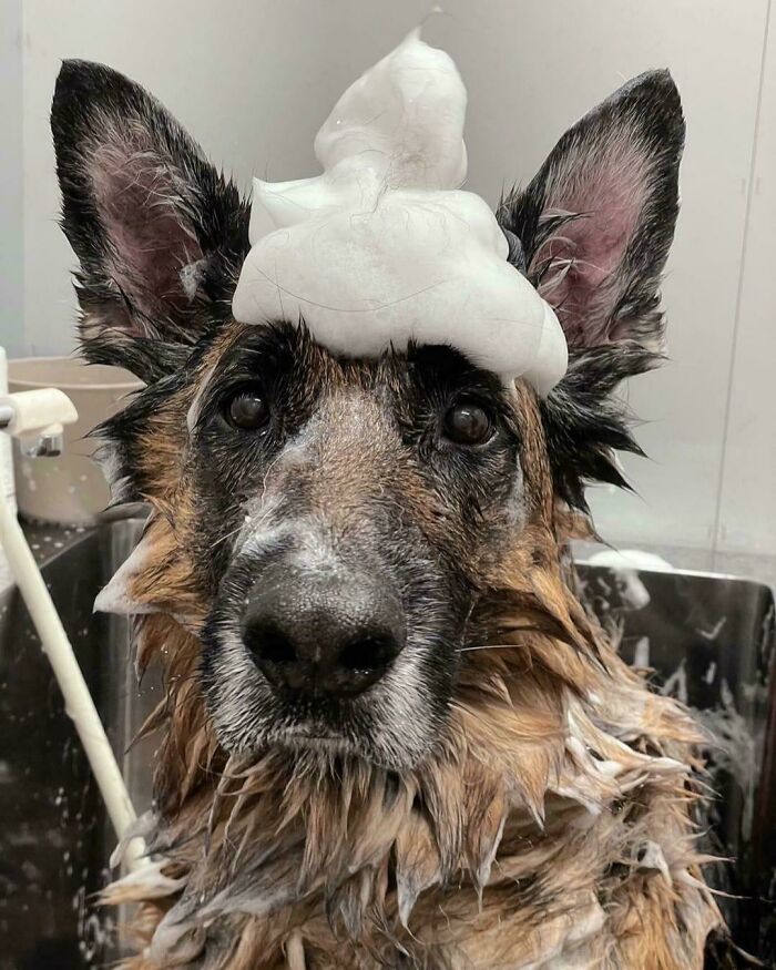 80 Dogs Who Looked At Their Owners Like Bath Time Was The Ultimate Betrayal 80 Dogs Who Looked At Their Owners Like Bath Time Was The Ultimate Betrayal