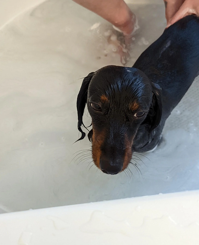 80 Dogs Who Looked At Their Owners Like Bath Time Was The Ultimate Betrayal 80 Dogs Who Looked At Their Owners Like Bath Time Was The Ultimate Betrayal