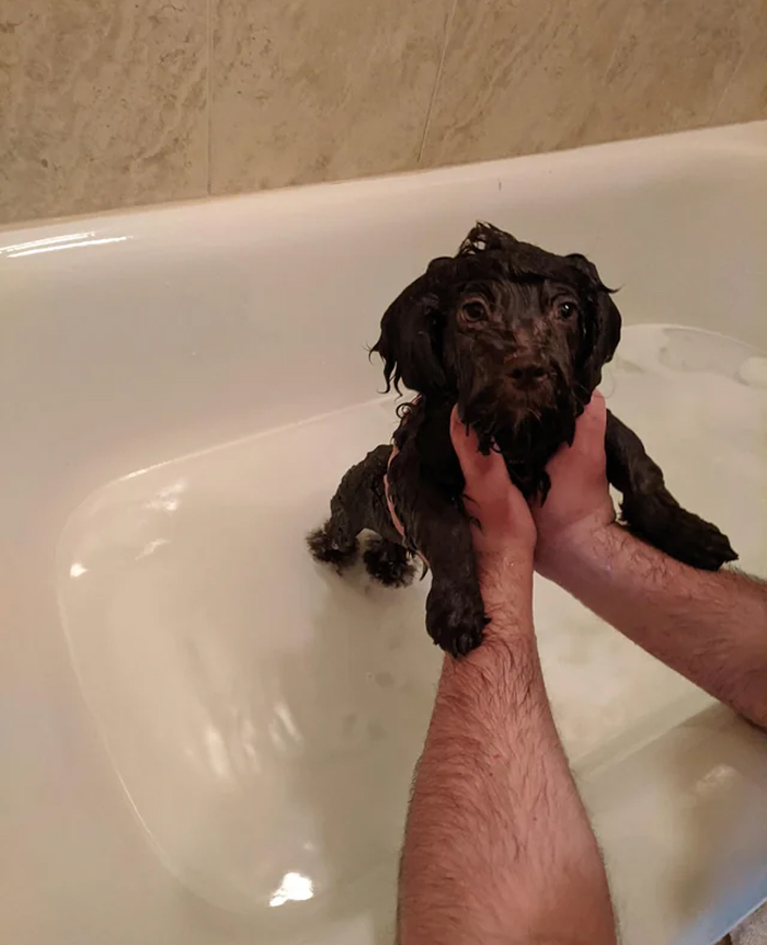 80 Dogs Who Looked At Their Owners Like Bath Time Was The Ultimate Betrayal 80 Dogs Who Looked At Their Owners Like Bath Time Was The Ultimate Betrayal