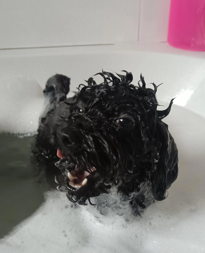 80 Dogs Who Looked At Their Owners Like Bath Time Was The Ultimate Betrayal 80 Dogs Who Looked At Their Owners Like Bath Time Was The Ultimate Betrayal