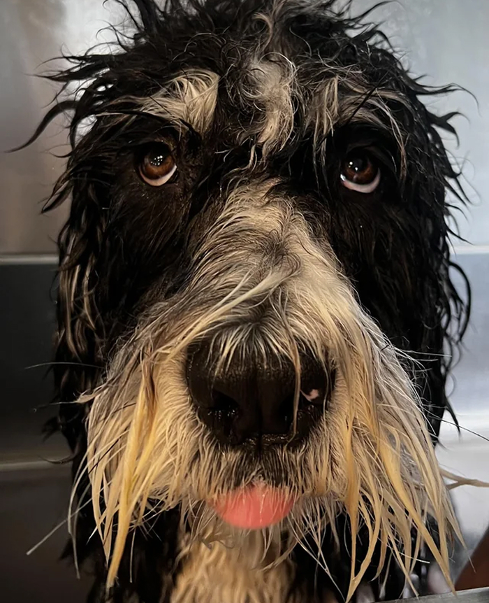 80 Dogs Who Looked At Their Owners Like Bath Time Was The Ultimate Betrayal 80 Dogs Who Looked At Their Owners Like Bath Time Was The Ultimate Betrayal