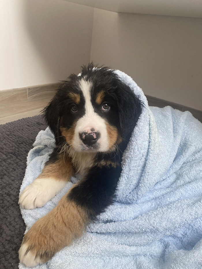 80 Dogs Who Looked At Their Owners Like Bath Time Was The Ultimate Betrayal 80 Dogs Who Looked At Their Owners Like Bath Time Was The Ultimate Betrayal