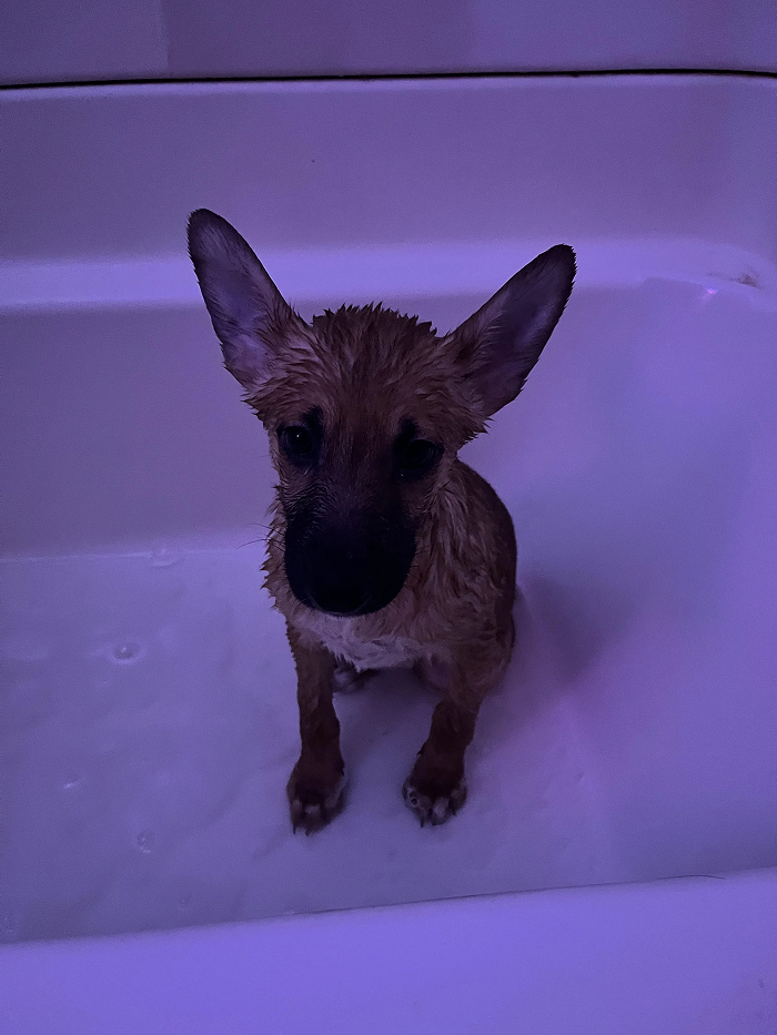 80 Dogs Who Looked At Their Owners Like Bath Time Was The Ultimate Betrayal 80 Dogs Who Looked At Their Owners Like Bath Time Was The Ultimate Betrayal