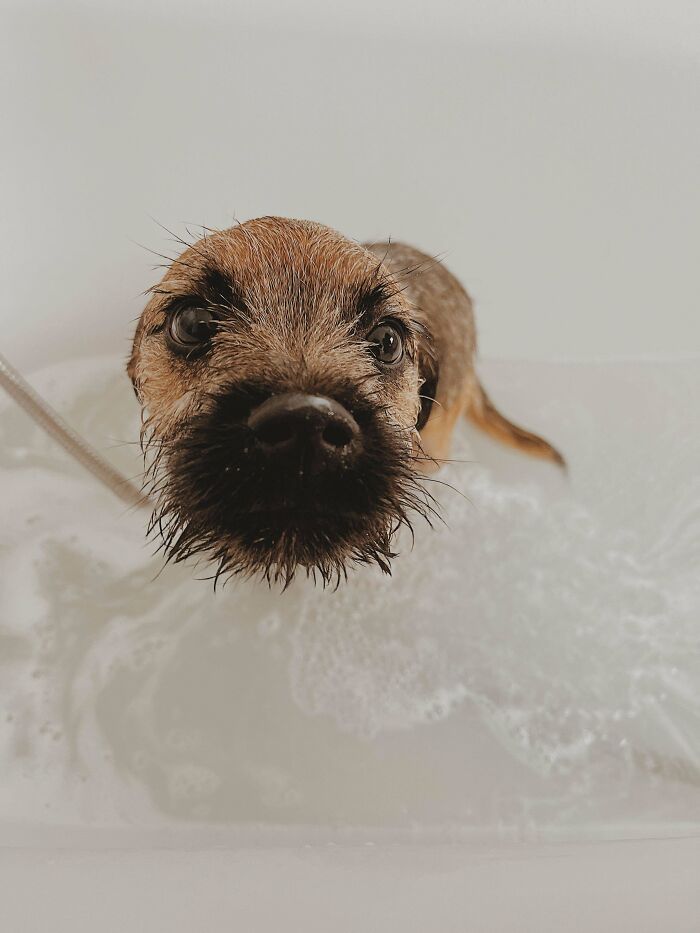 80 Dogs Who Looked At Their Owners Like Bath Time Was The Ultimate Betrayal 80 Dogs Who Looked At Their Owners Like Bath Time Was The Ultimate Betrayal