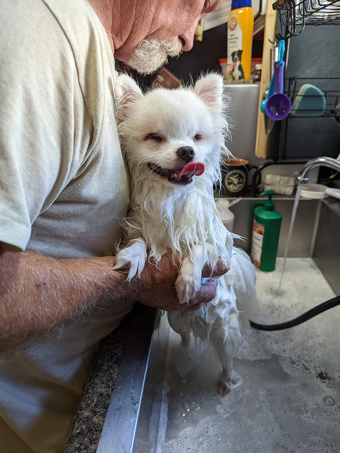 80 Dogs Who Looked At Their Owners Like Bath Time Was The Ultimate Betrayal 80 Dogs Who Looked At Their Owners Like Bath Time Was The Ultimate Betrayal