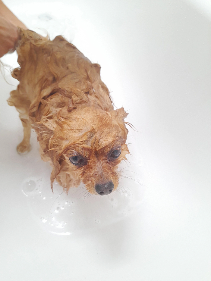 80 Dogs Who Looked At Their Owners Like Bath Time Was The Ultimate Betrayal 80 Dogs Who Looked At Their Owners Like Bath Time Was The Ultimate Betrayal