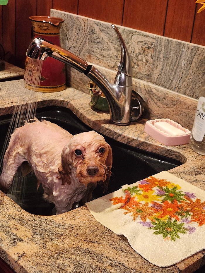 80 Dogs Who Looked At Their Owners Like Bath Time Was The Ultimate Betrayal 80 Dogs Who Looked At Their Owners Like Bath Time Was The Ultimate Betrayal