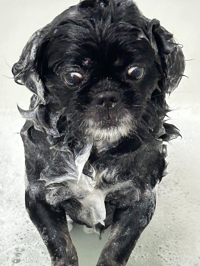 80 Dogs Who Looked At Their Owners Like Bath Time Was The Ultimate Betrayal 80 Dogs Who Looked At Their Owners Like Bath Time Was The Ultimate Betrayal