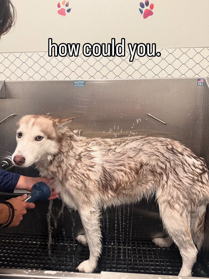 80 Dogs Who Looked At Their Owners Like Bath Time Was The Ultimate Betrayal 80 Dogs Who Looked At Their Owners Like Bath Time Was The Ultimate Betrayal