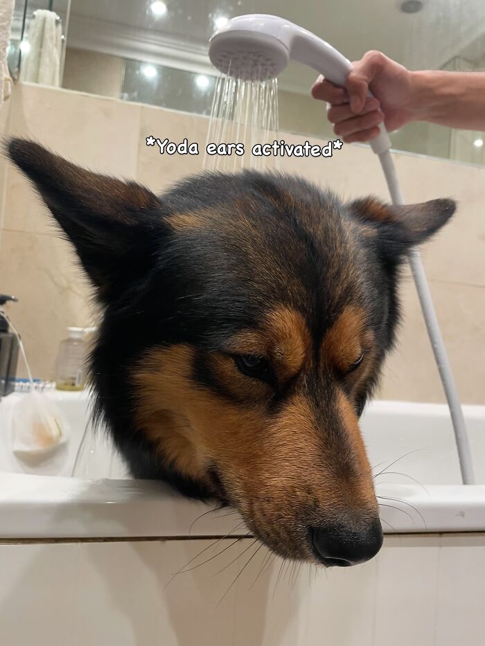 80 Dogs Who Looked At Their Owners Like Bath Time Was The Ultimate Betrayal 80 Dogs Who Looked At Their Owners Like Bath Time Was The Ultimate Betrayal