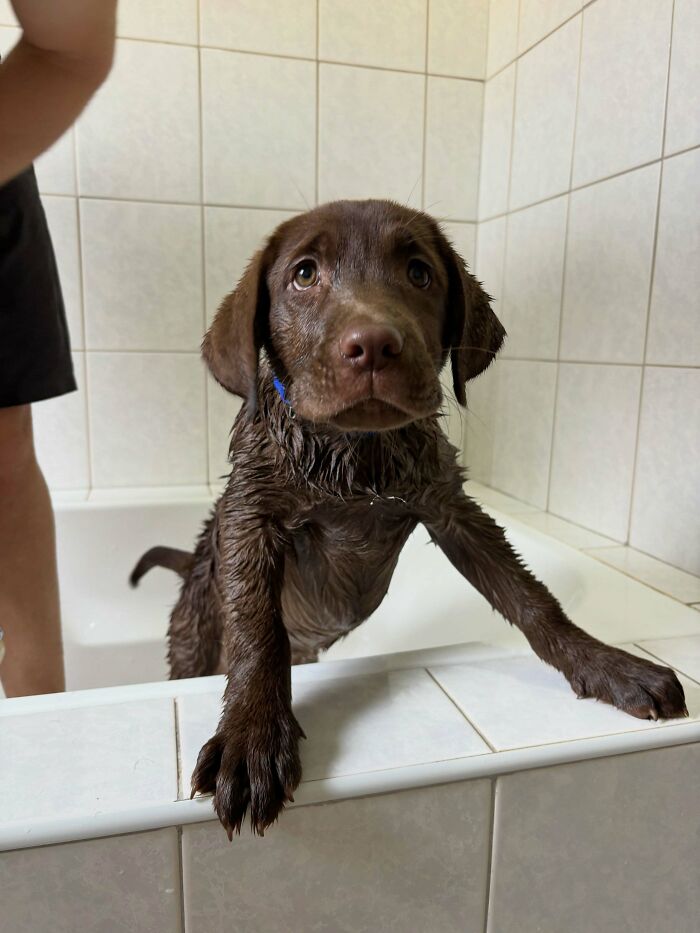 80 Dogs Who Looked At Their Owners Like Bath Time Was The Ultimate Betrayal 80 Dogs Who Looked At Their Owners Like Bath Time Was The Ultimate Betrayal