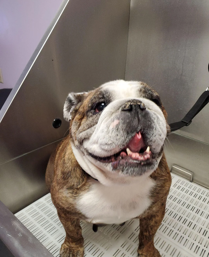80 Dogs Who Looked At Their Owners Like Bath Time Was The Ultimate Betrayal 80 Dogs Who Looked At Their Owners Like Bath Time Was The Ultimate Betrayal