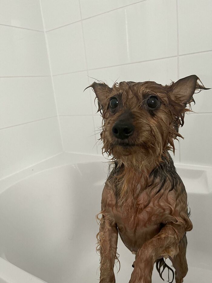80 Dogs Who Looked At Their Owners Like Bath Time Was The Ultimate Betrayal 80 Dogs Who Looked At Their Owners Like Bath Time Was The Ultimate Betrayal