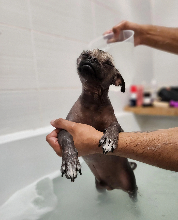 80 Dogs Who Looked At Their Owners Like Bath Time Was The Ultimate Betrayal 80 Dogs Who Looked At Their Owners Like Bath Time Was The Ultimate Betrayal