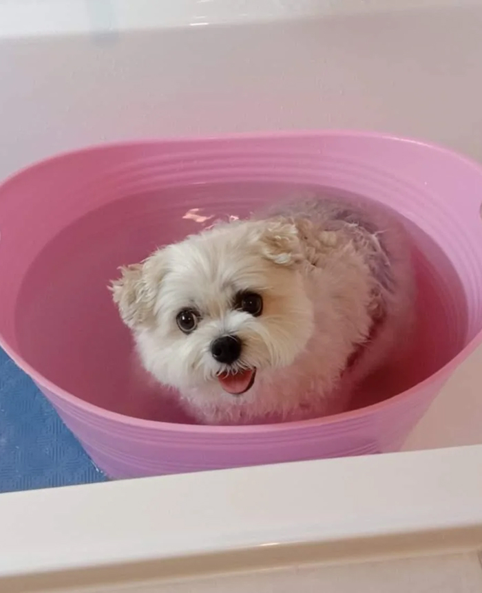 80 Dogs Who Looked At Their Owners Like Bath Time Was The Ultimate Betrayal 80 Dogs Who Looked At Their Owners Like Bath Time Was The Ultimate Betrayal