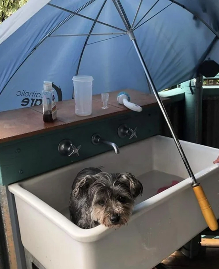 80 Dogs Who Looked At Their Owners Like Bath Time Was The Ultimate Betrayal 80 Dogs Who Looked At Their Owners Like Bath Time Was The Ultimate Betrayal