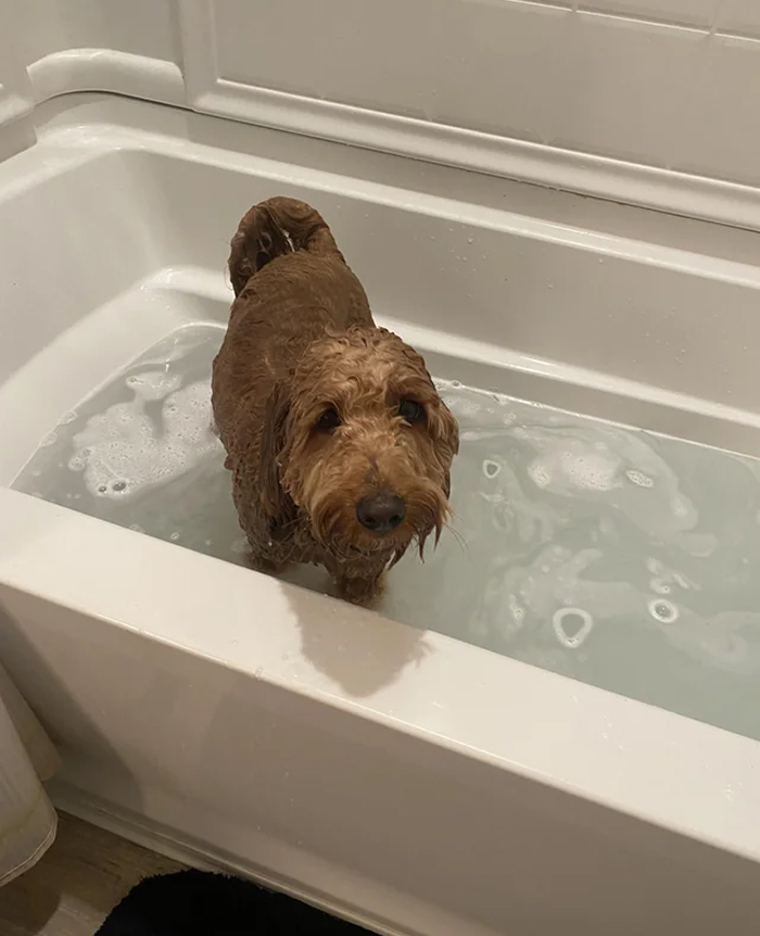 80 Dogs Who Looked At Their Owners Like Bath Time Was The Ultimate Betrayal 80 Dogs Who Looked At Their Owners Like Bath Time Was The Ultimate Betrayal