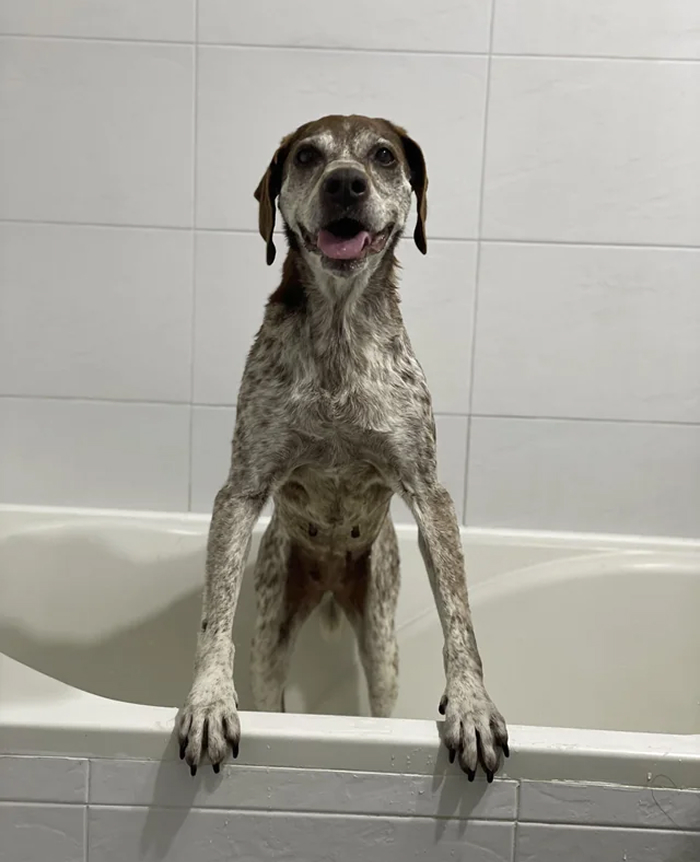 80 Dogs Who Looked At Their Owners Like Bath Time Was The Ultimate Betrayal 80 Dogs Who Looked At Their Owners Like Bath Time Was The Ultimate Betrayal