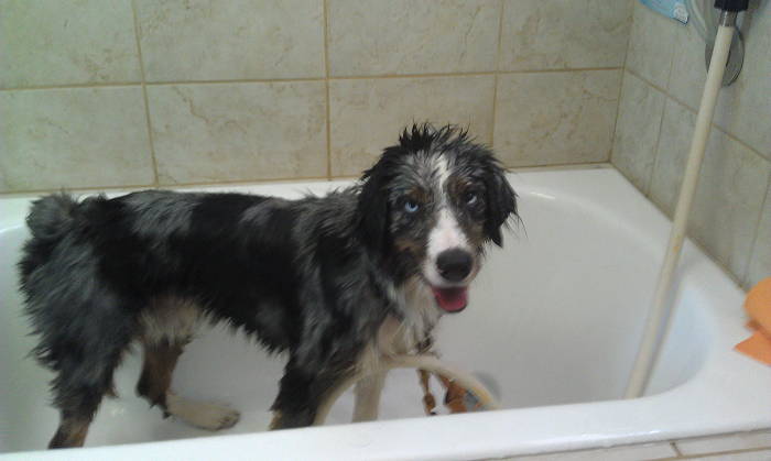 80 Dogs Who Looked At Their Owners Like Bath Time Was The Ultimate Betrayal 80 Dogs Who Looked At Their Owners Like Bath Time Was The Ultimate Betrayal