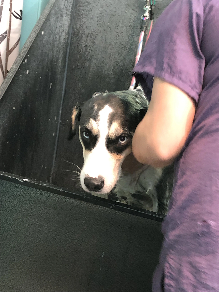 80 Dogs Who Looked At Their Owners Like Bath Time Was The Ultimate Betrayal 80 Dogs Who Looked At Their Owners Like Bath Time Was The Ultimate Betrayal