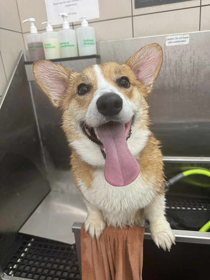 80 Dogs Who Looked At Their Owners Like Bath Time Was The Ultimate Betrayal 80 Dogs Who Looked At Their Owners Like Bath Time Was The Ultimate Betrayal