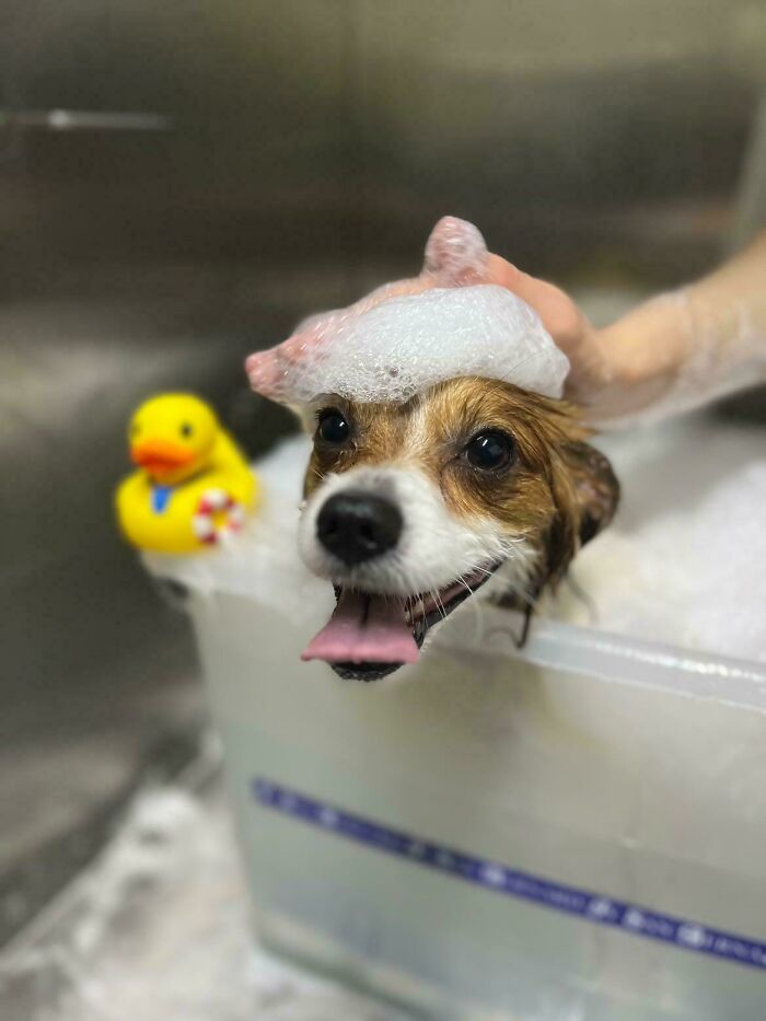 80 Dogs Who Looked At Their Owners Like Bath Time Was The Ultimate Betrayal 80 Dogs Who Looked At Their Owners Like Bath Time Was The Ultimate Betrayal