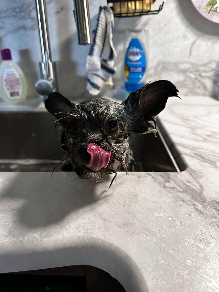 80 Dogs Who Looked At Their Owners Like Bath Time Was The Ultimate Betrayal 80 Dogs Who Looked At Their Owners Like Bath Time Was The Ultimate Betrayal
