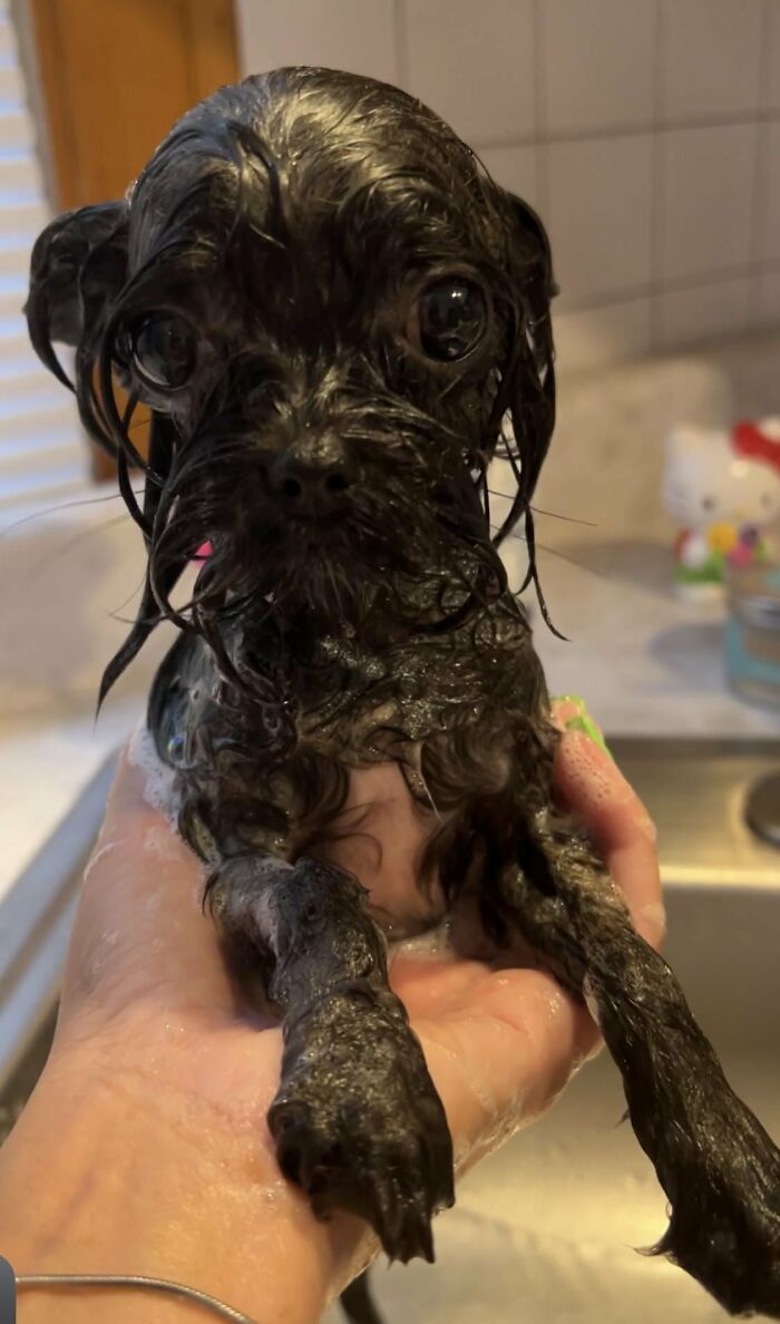80 Dogs Who Looked At Their Owners Like Bath Time Was The Ultimate Betrayal 80 Dogs Who Looked At Their Owners Like Bath Time Was The Ultimate Betrayal
