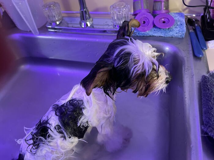 80 Dogs Who Looked At Their Owners Like Bath Time Was The Ultimate Betrayal 80 Dogs Who Looked At Their Owners Like Bath Time Was The Ultimate Betrayal