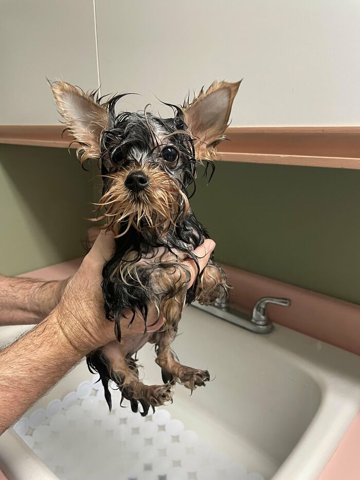 80 Dogs Who Looked At Their Owners Like Bath Time Was The Ultimate Betrayal 80 Dogs Who Looked At Their Owners Like Bath Time Was The Ultimate Betrayal