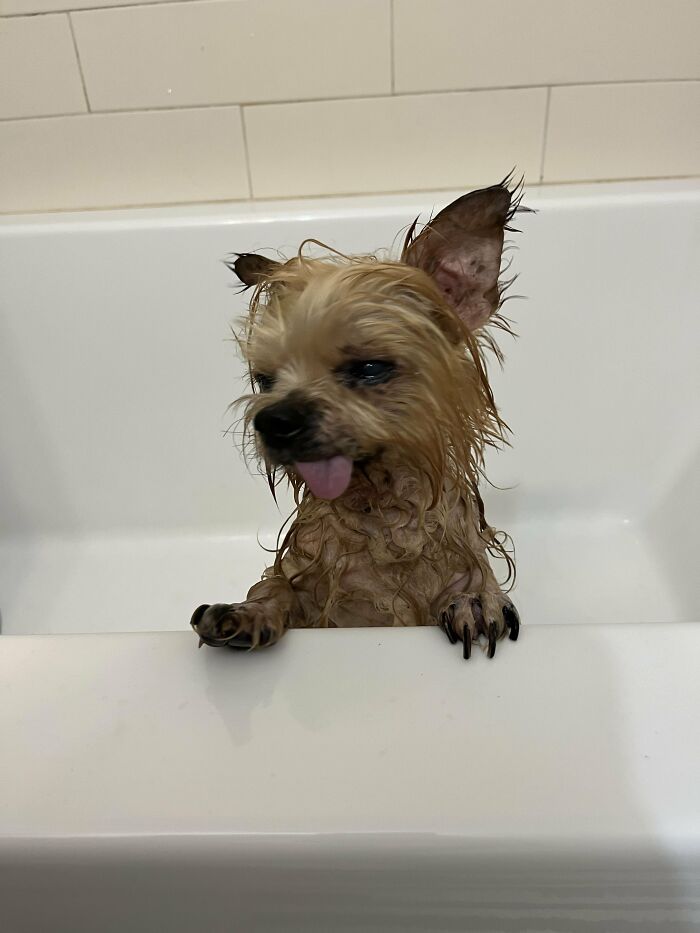 80 Dogs Who Looked At Their Owners Like Bath Time Was The Ultimate Betrayal 80 Dogs Who Looked At Their Owners Like Bath Time Was The Ultimate Betrayal