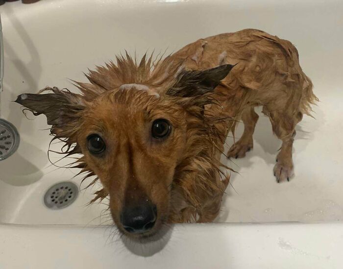 80 Dogs Who Looked At Their Owners Like Bath Time Was The Ultimate Betrayal 80 Dogs Who Looked At Their Owners Like Bath Time Was The Ultimate Betrayal