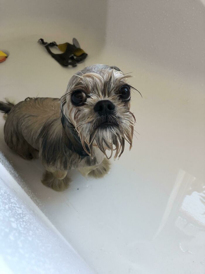 80 Dogs Who Looked At Their Owners Like Bath Time Was The Ultimate Betrayal 80 Dogs Who Looked At Their Owners Like Bath Time Was The Ultimate Betrayal