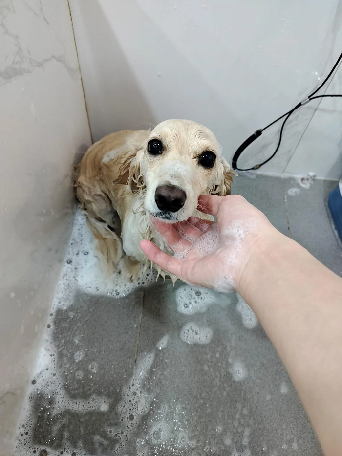 80 Dogs Who Looked At Their Owners Like Bath Time Was The Ultimate Betrayal 80 Dogs Who Looked At Their Owners Like Bath Time Was The Ultimate Betrayal