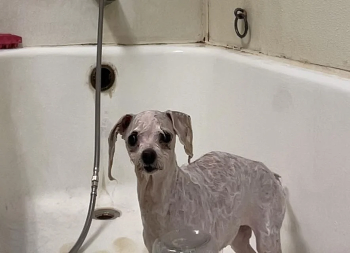80 Dogs Who Looked At Their Owners Like Bath Time Was The Ultimate Betrayal 80 Dogs Who Looked At Their Owners Like Bath Time Was The Ultimate Betrayal