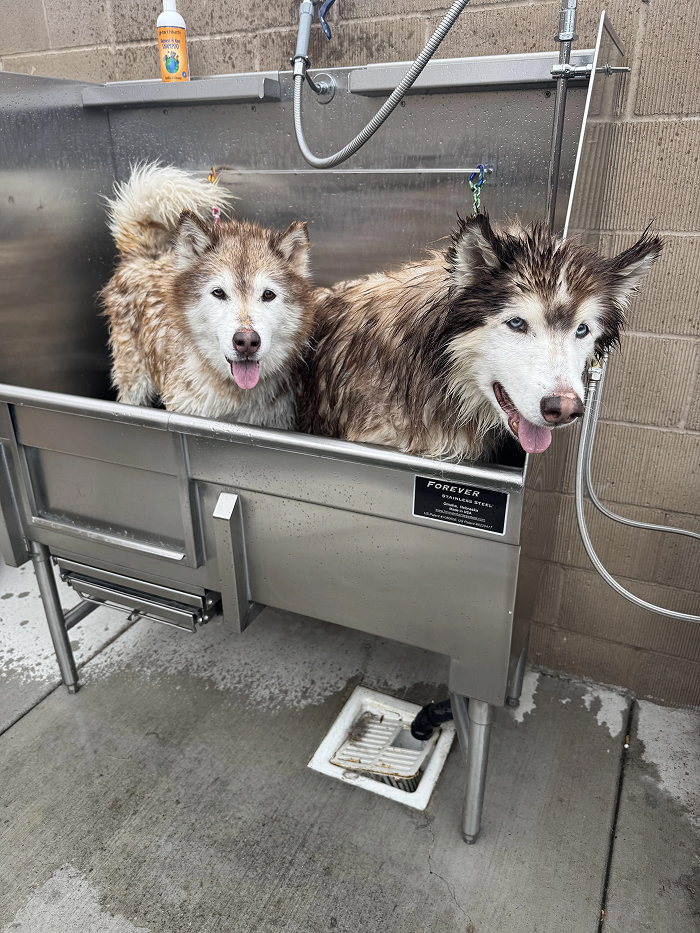 80 Dogs Who Looked At Their Owners Like Bath Time Was The Ultimate Betrayal 80 Dogs Who Looked At Their Owners Like Bath Time Was The Ultimate Betrayal
