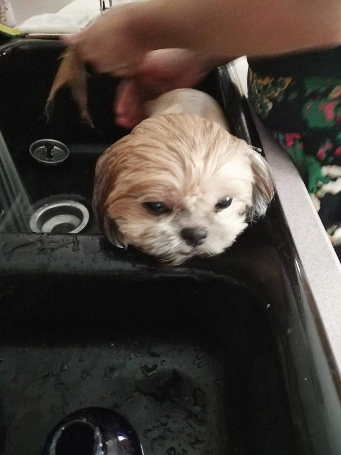 80 Dogs Who Looked At Their Owners Like Bath Time Was The Ultimate Betrayal 80 Dogs Who Looked At Their Owners Like Bath Time Was The Ultimate Betrayal
