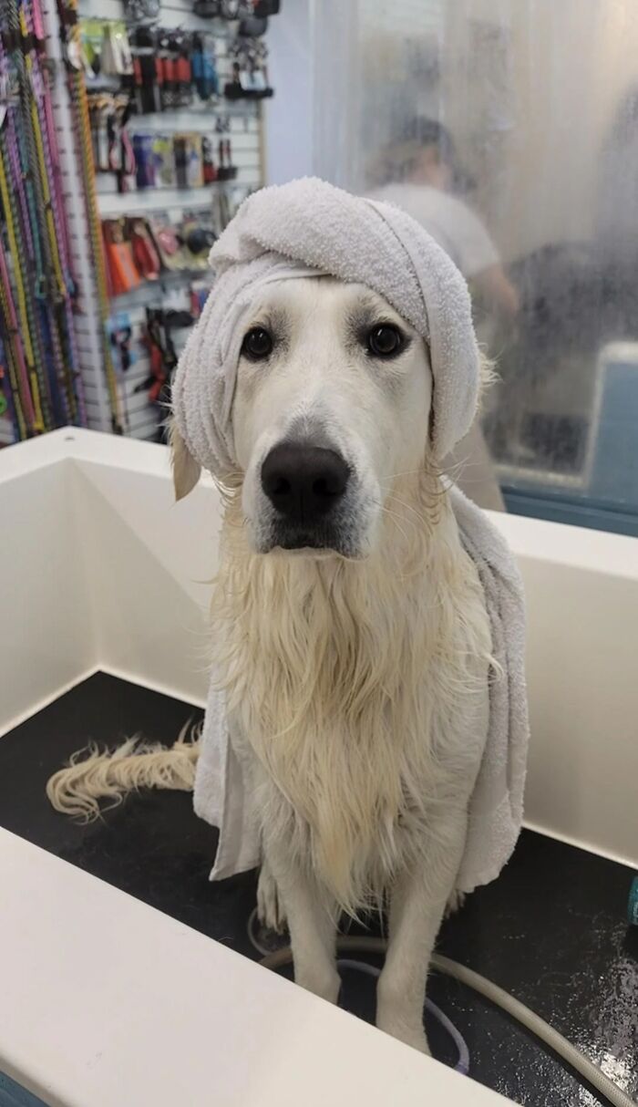 80 Dogs Who Looked At Their Owners Like Bath Time Was The Ultimate Betrayal 80 Dogs Who Looked At Their Owners Like Bath Time Was The Ultimate Betrayal