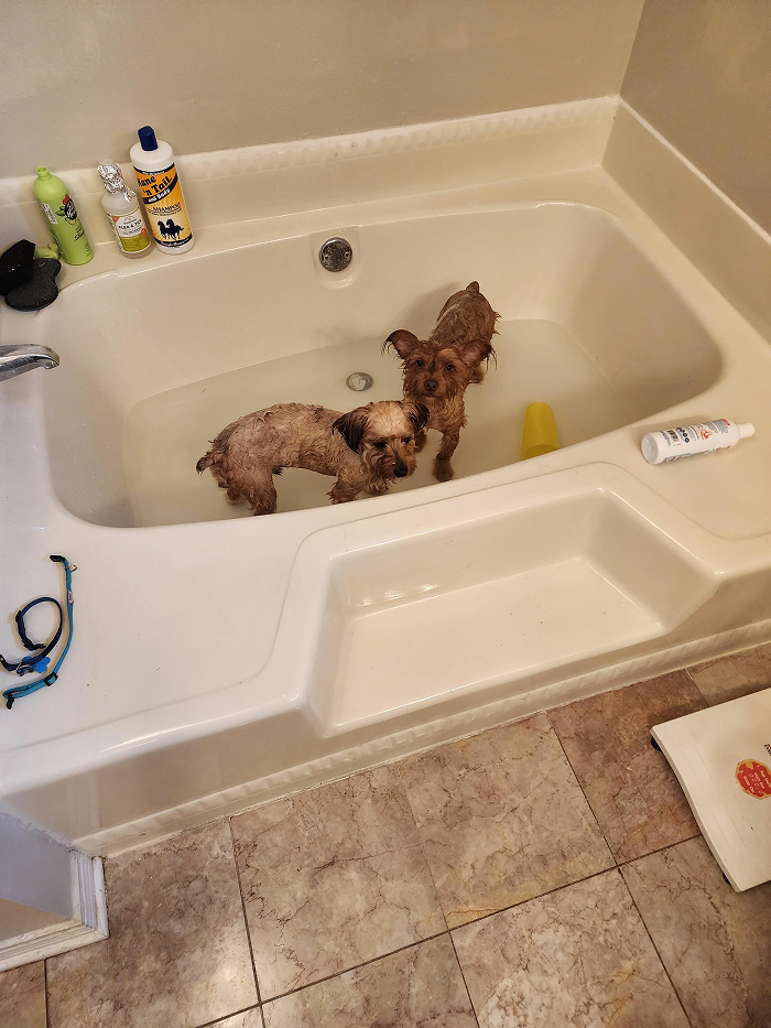 80 Dogs Who Looked At Their Owners Like Bath Time Was The Ultimate Betrayal 80 Dogs Who Looked At Their Owners Like Bath Time Was The Ultimate Betrayal